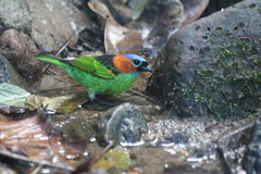 Tangara cyanocephala