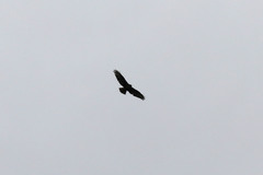 Buteo buteo rothschildi