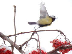 Parus major