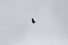 Buteo buteo rothschildi