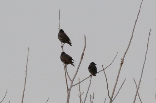 European Starling
