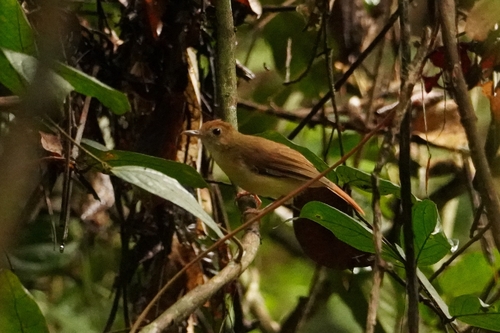 Ferruginous Babbler (Pellorneum bicolor), photo 8