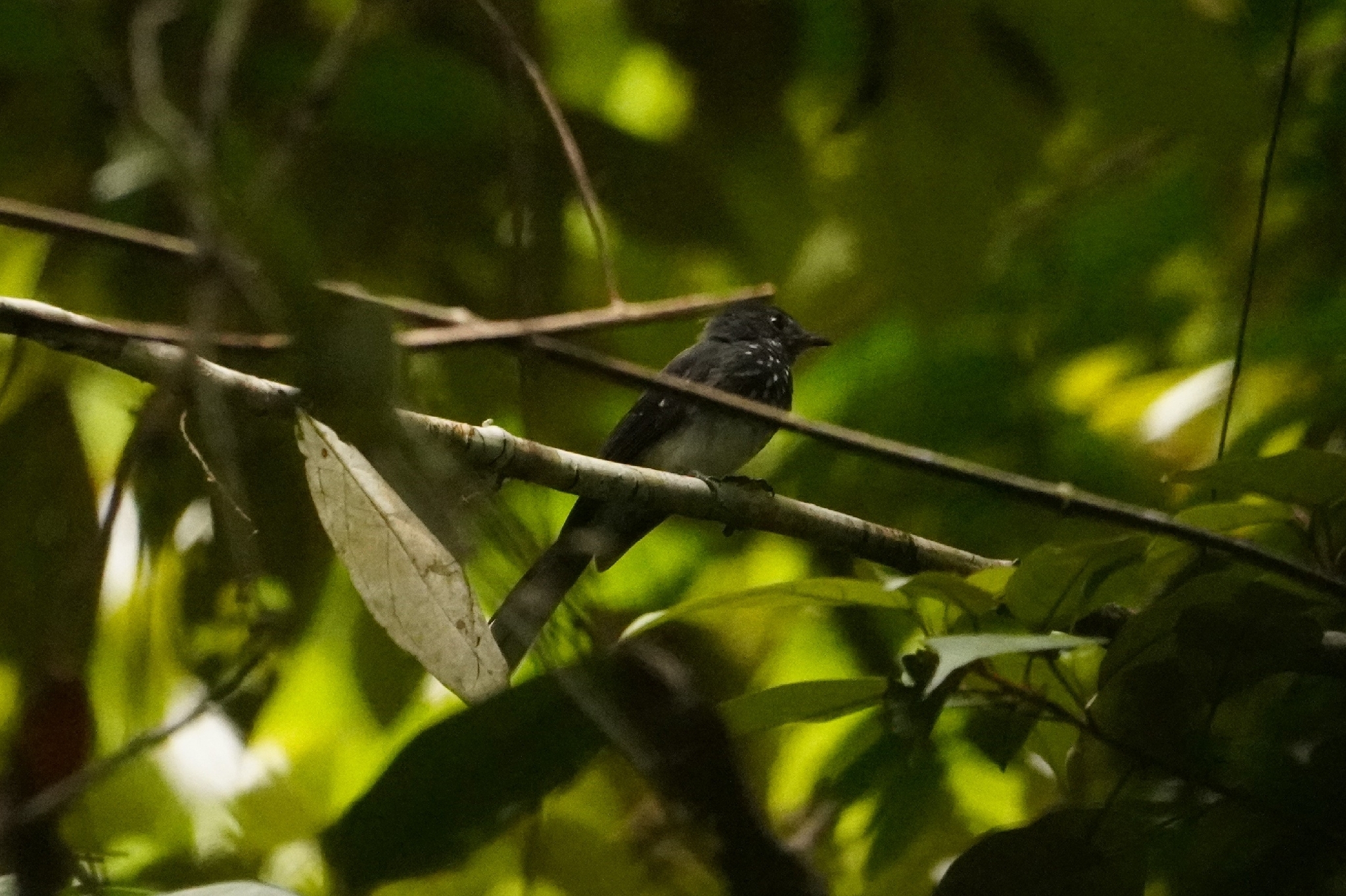 Spotted Fantail (Rhipidura perlata), photo 8