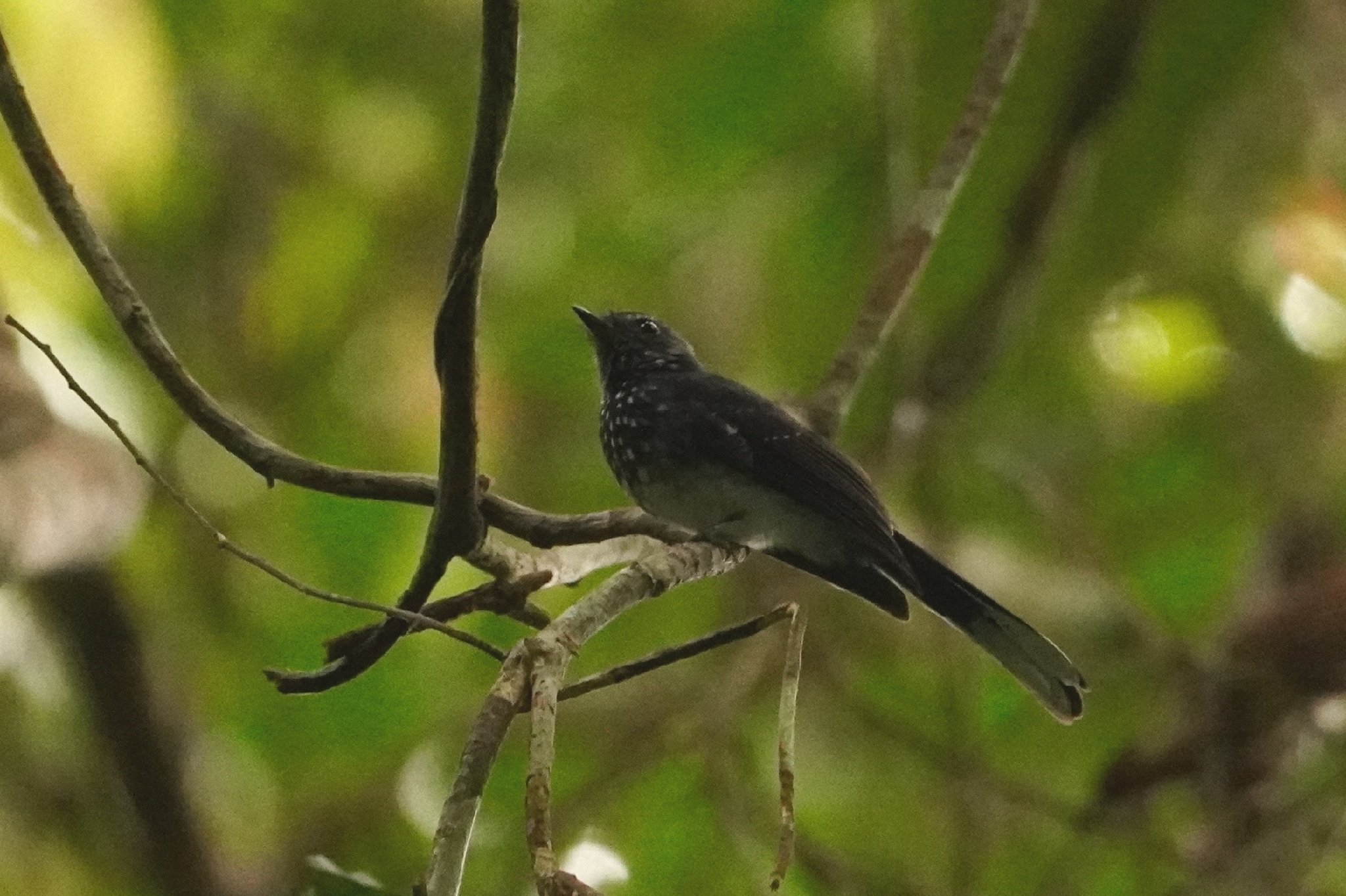 Spotted Fantail (Rhipidura perlata), photo 9
