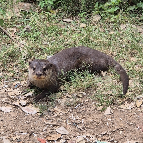 Asian Small-clawed Otter (Lutra cinerea)