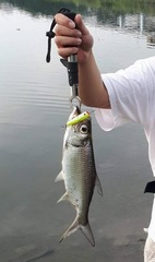 Megalops cyprinoides