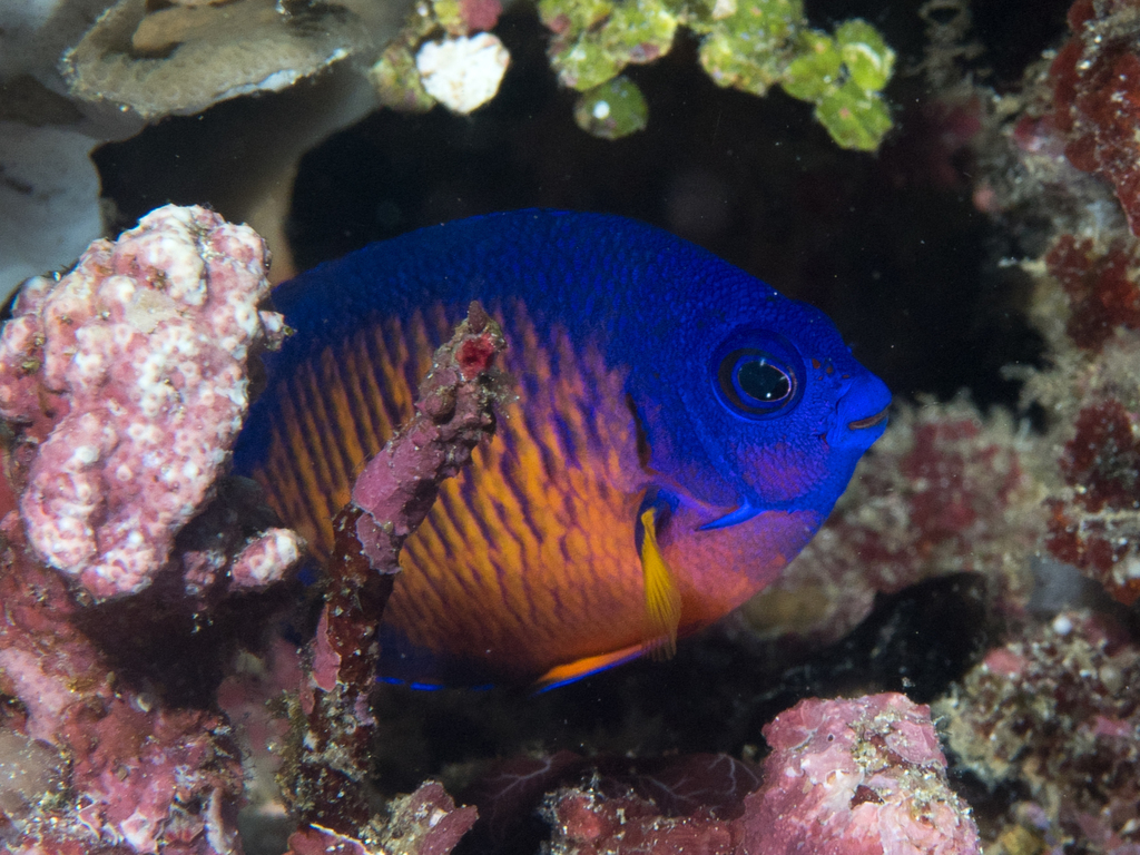 Twospined Angelfish