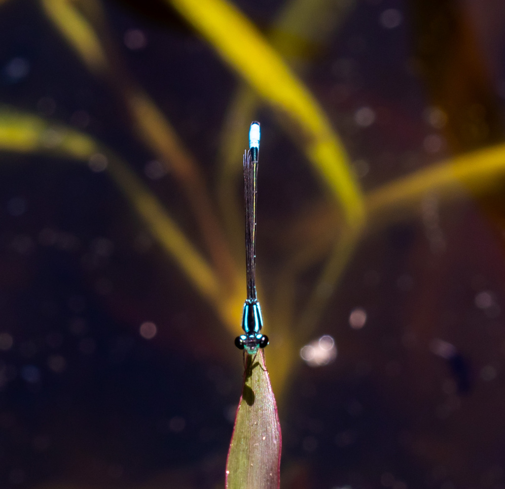 Acanthagrion floridense
