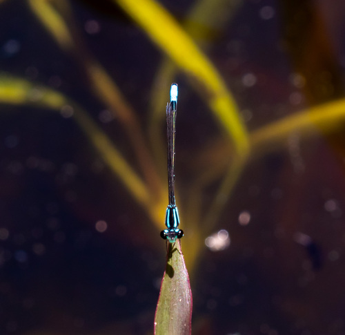 Acanthagrion floridense