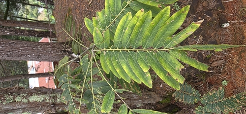 Machaerium biovulatum observed 2025-10-25