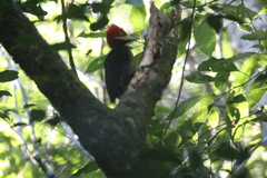 Campephilus robustus