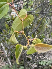 Smilax tomentosa, photograph (c) Nicole Kearney, some rights reserved (CC BY)