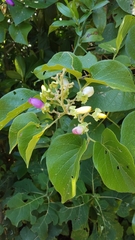 Amphilophium paniculatum