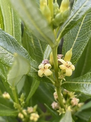 Fadogia homblei