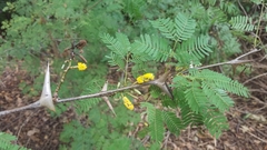 Vachellia collinsii