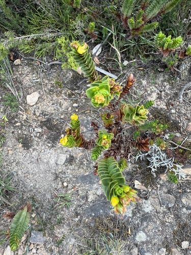 Hypericum mexicanum