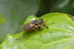 Scaptia adrel