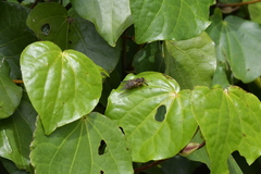 Scaptia adrel