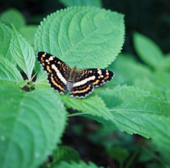 Araschnia prorsoides