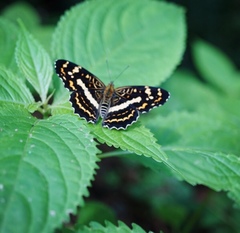 Araschnia prorsoides