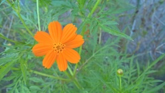 Cosmos sulphureus