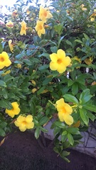 Allamanda cathartica