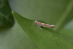 Pyroderces apparitella