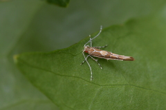 Pyroderces apparitella