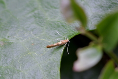 Pyroderces apparitella