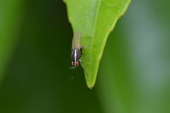 Poecilohetaerella dubiosa