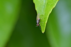 Poecilohetaerella dubiosa
