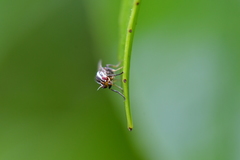 Poecilohetaerella dubiosa
