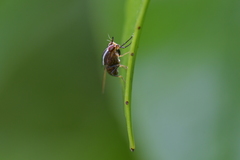 Poecilohetaerella dubiosa