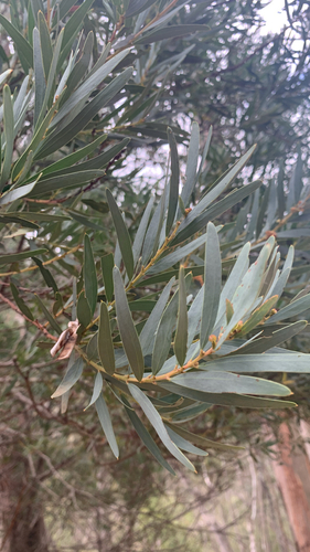 Acacia kettlewelliae, 2025-10-25