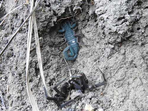 Photo of Slender Brown Scorpion (Centruroides gracilis)