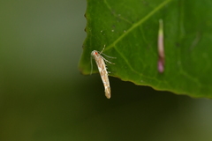 Pyroderces apparitella