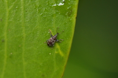 Neomycta rubida
