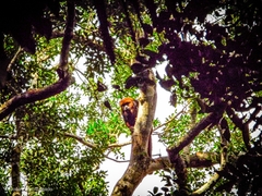 Alouatta guariba