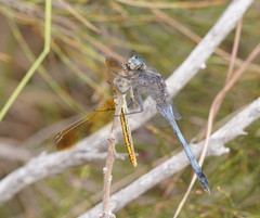 Orthetrum boumiera