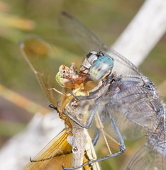 Orthetrum boumiera