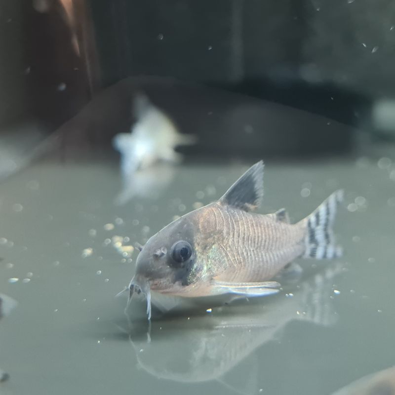 Flag tailed panda cory (Corydoras oiapoquensis) — Callichthyidae