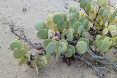 Stapff's bean-caper (Zygophyllum stapffii)