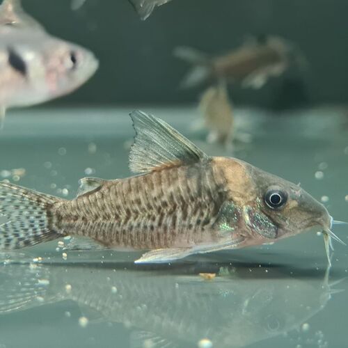Corydoras blochi photo