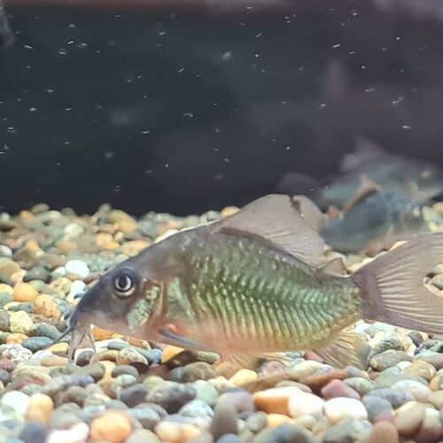 Emerald cory (Corydoras splendens) — Callichthyidae — 3