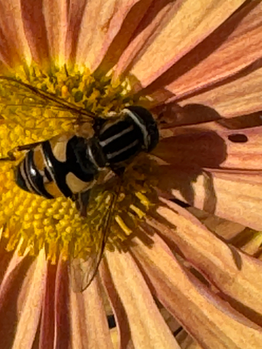 Unknown species found near Horseneck Rd, Westport, MA, US