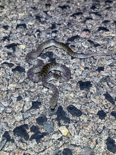 Children's Python sighting