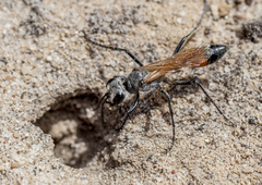 Podalonia tydei suspiciosa