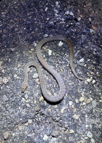 Children's Python sighting