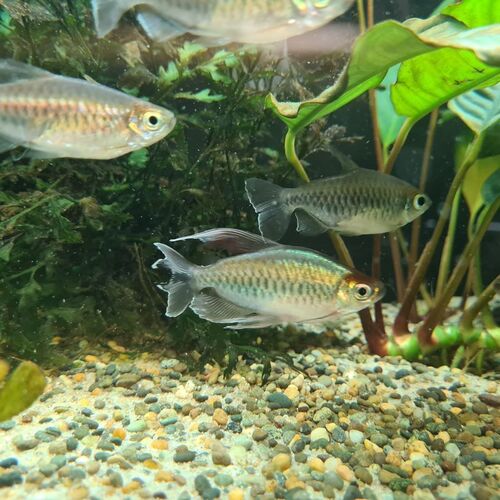Congo tetra (Phenacogrammus interruptus) — Alestidae — 5