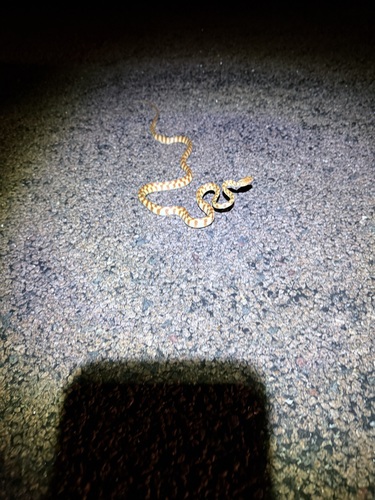 Brown Tree Snake sighting